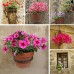 Фотообои цветы